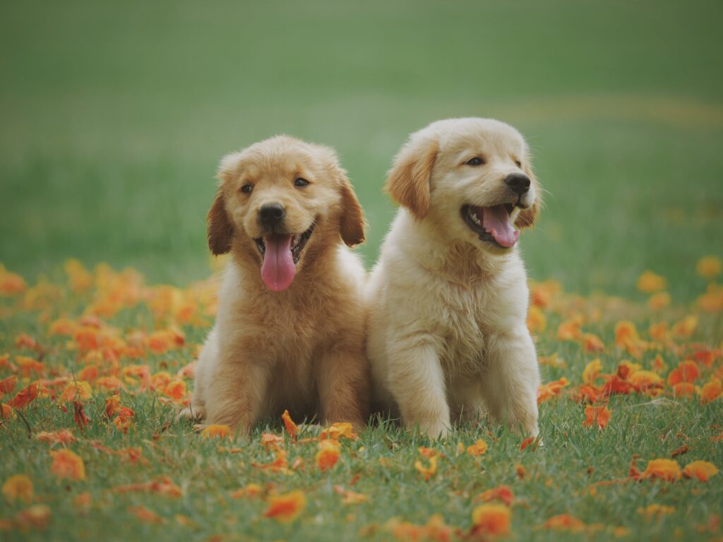 Two Beautiful Pet Dogs