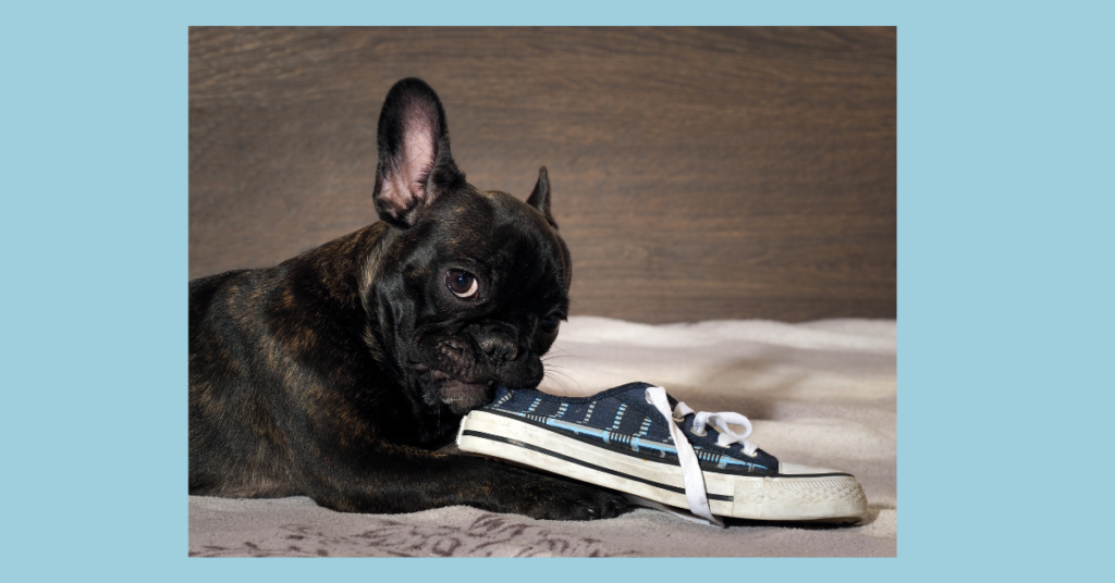 Dog eating shoes